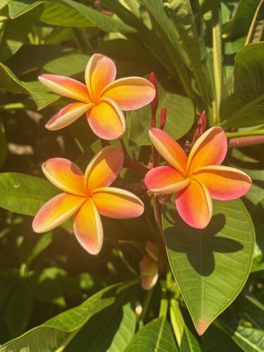 Photo of the Day: Summer Beauty